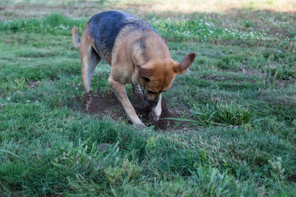 Dog digging up yard