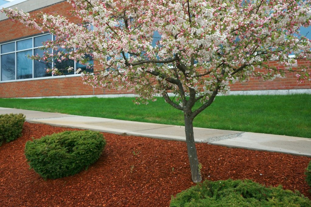 cherry blossom and landscape outside company building in spring