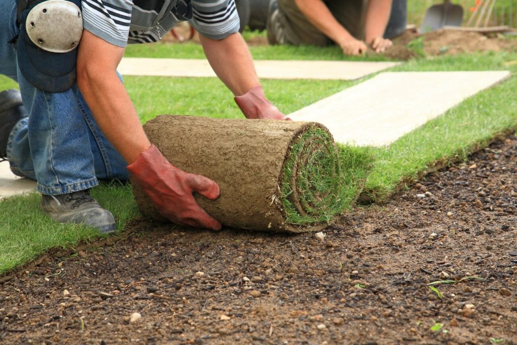 Man laying down sod