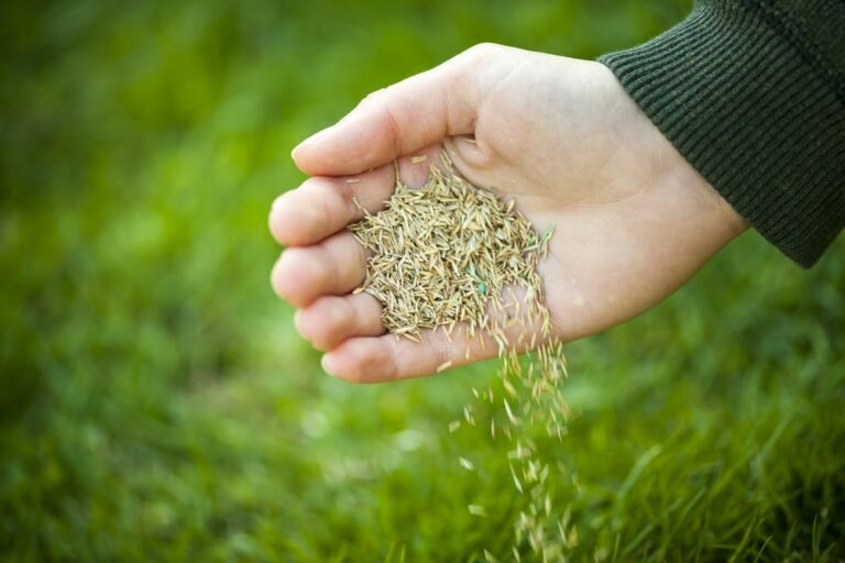 How to Spread Grass Seeds